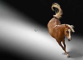 馬,動物,性質(zhì)