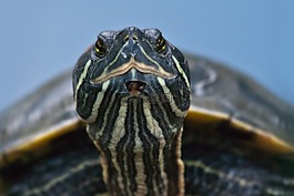 龜,動物,爬行動物