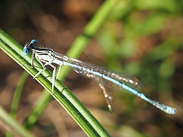 蜻蜓,昆蟲(chóng),性質(zhì)