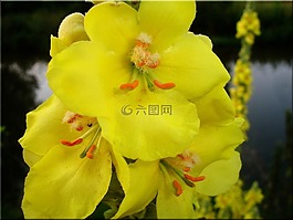 開(kāi)花,黃色,夏季
