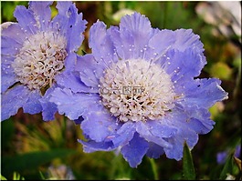 花花园,蓝色,夏季