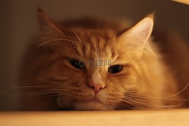 猫,宿醉,mainecoon