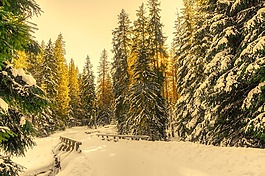 冬天,雪,森林