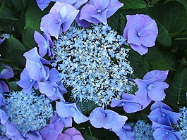 八仙花,繡球花,花序
