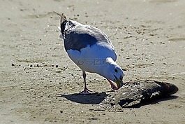 海鷗,鳥,羽毛