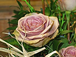 玫瑰,束玫瑰,花束