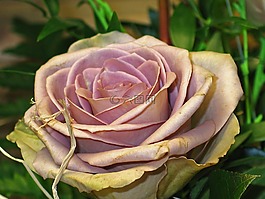 玫瑰,束玫瑰,花束