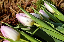 郁金香,鮮花,開(kāi)花