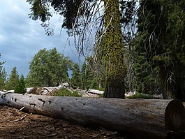 紅杉國家公園,加利福尼亞州,美國