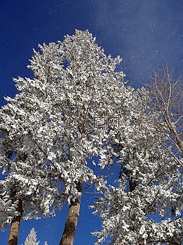 樹,雪,覆蓋