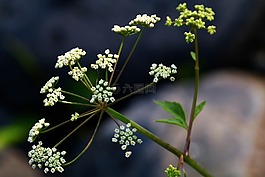 野生花卉,野生植物,白
