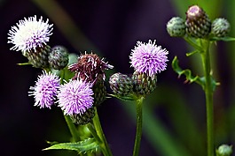 野生花卉,野生植物,薊
