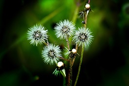 野花,花,植物