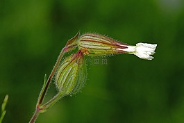 野花,花,白