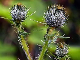 薊,野花,野生植物