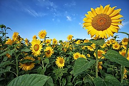 太陽花,綠色,黃色