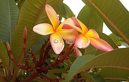 花jambolan,性質(zhì),鮮花