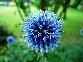 全球薊,藍色,花園