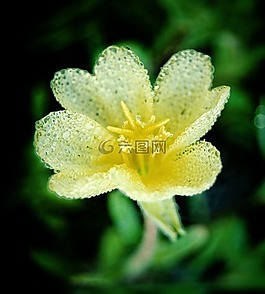 花,黃色,自然