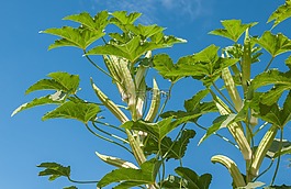 黄秋葵,植物,水果