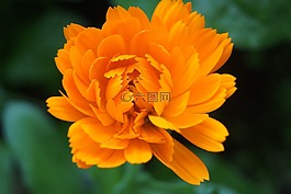 性質(zhì),花,廠