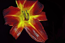 百合,紅色,花