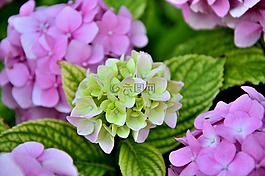 自然,花,植物區(qū)系