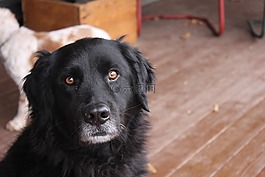 黑犬,狗,黑实验室