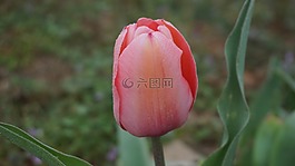 郁金香,花,春天