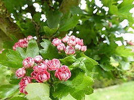 開(kāi)花,性質(zhì),花園