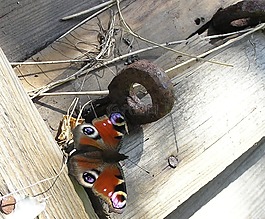性質(zhì),動(dòng)物,蝴蝶