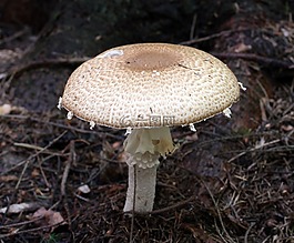 蘑菇,王子,菌類