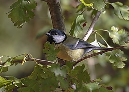 性質(zhì),鳥類,戶外活動