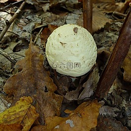 佛手鵝,蘑菇,菌類