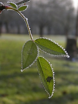性質,植物,花