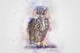 鳥,貓頭鷹,動物