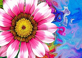 開花,花,性質(zhì)
