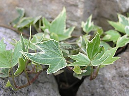 性質(zhì),植物,常春藤