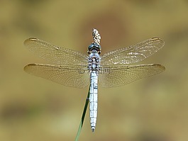 蓝蜻蜓,干,湿地