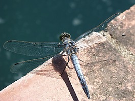 蓝蜻蜓,湿地,orthetrum cancellatum