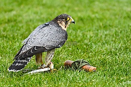 捕食鳥,獵鷹,百富勤