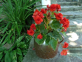 性质,盆栽花卉,秋海棠