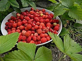 紅色,草莓野,水果