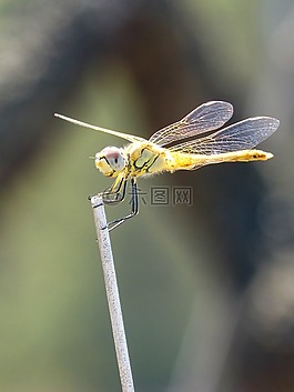 蜻蜓,黄蜻蜓,cordulegaster boltonii