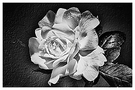 ros,花卉,葉