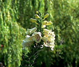頂針,廠,花
