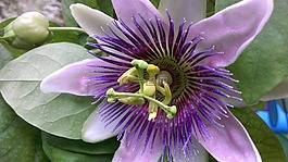 激情花,開(kāi)花,花