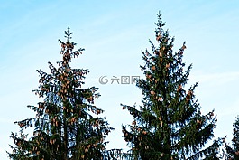 云杉,樹,針葉樹