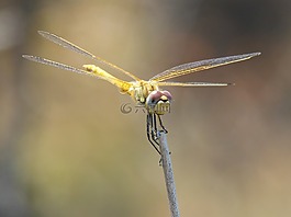 蜻蜓,黄蜻蜓,cordulegaster boltonii