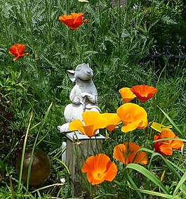 gartendeko,园丁,黄金罂粟